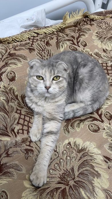 Продам шотландскую кошечку