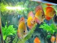 Pesti acvariu Discus