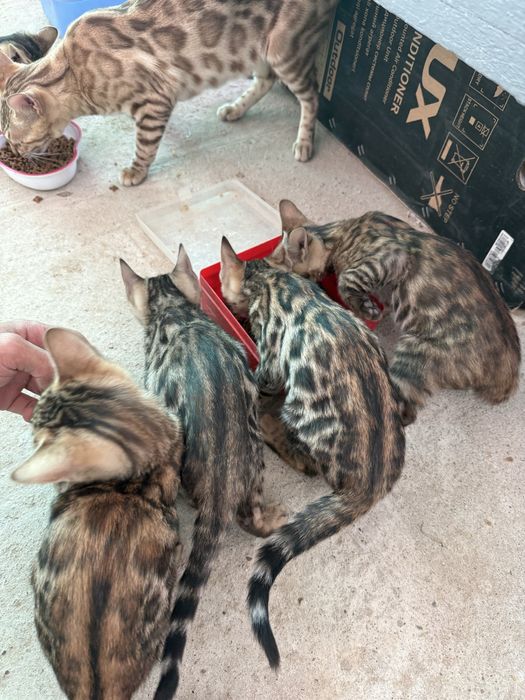 Бенгал мушукчалар тоза зотли