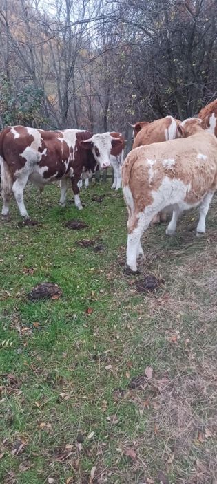 Vând juninci și 2 tăurași