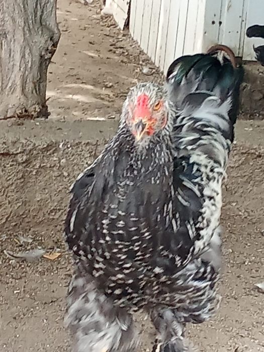 Cocos brahma si cochinchina