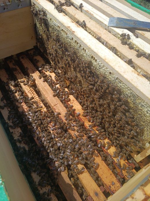 Regine matci albine buckfast vsh carnica carpatina