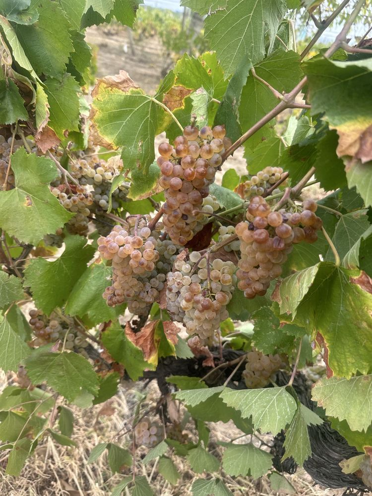Struguri pentru vin productie 2025!!!