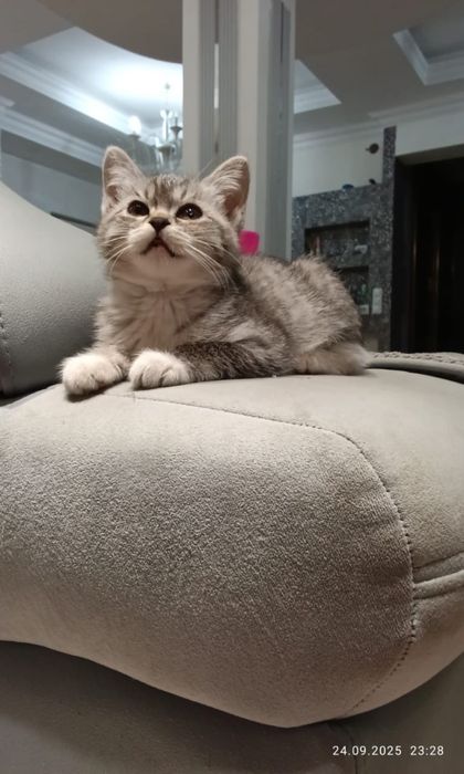 котята отдам в добрые руки