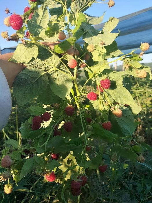 Malina kóchat autum bliss navi