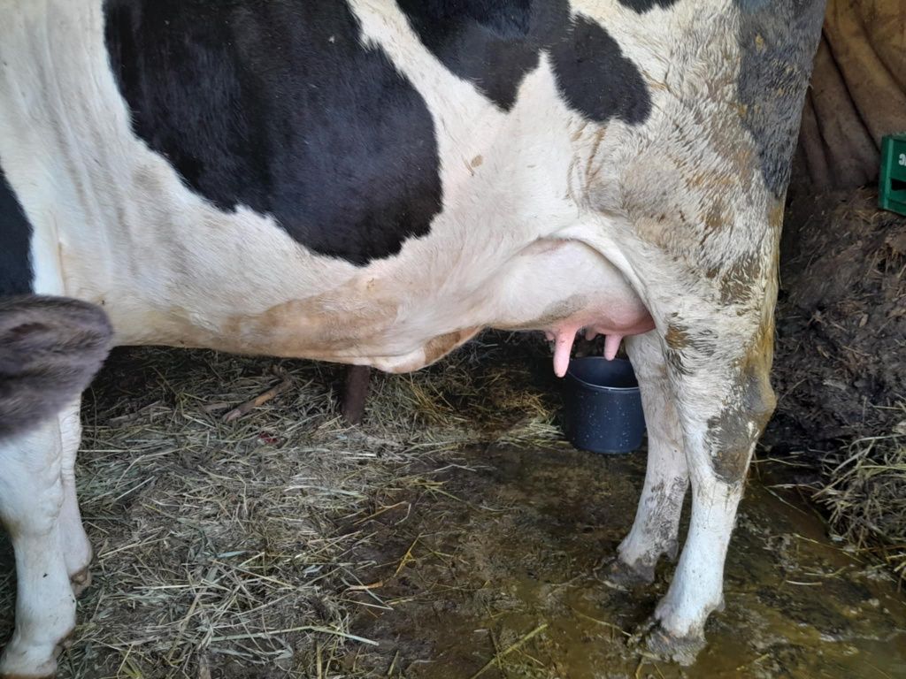 Vând junică la prima fatare