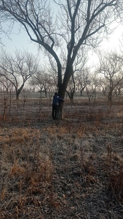 Ўрик таналари бор сотилади кесилмаган турганича сотилади