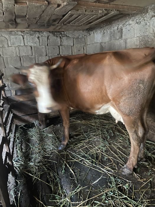 Vând vacă bălțată