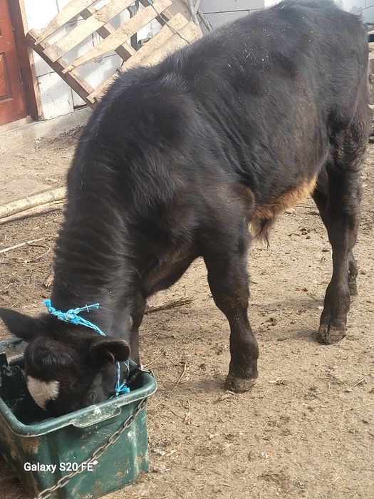 Tauras 5 6 luni hntarcat angus frumos