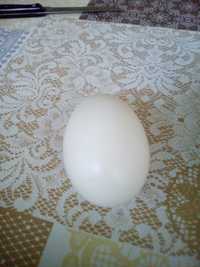 Оплодени гъши яйца за люпене