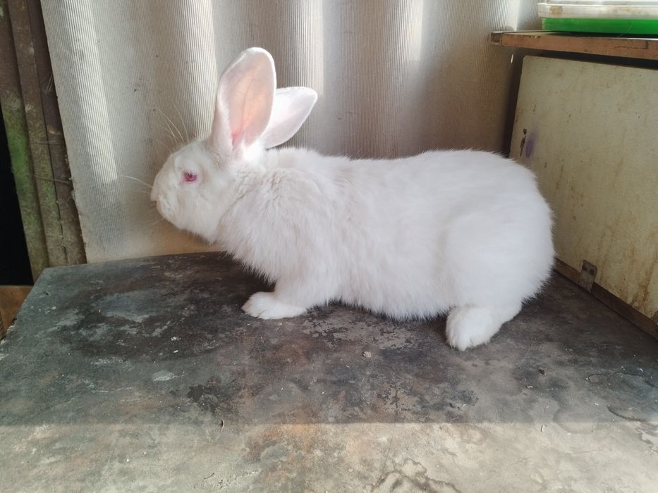 Крол продам,еркек.7 айда