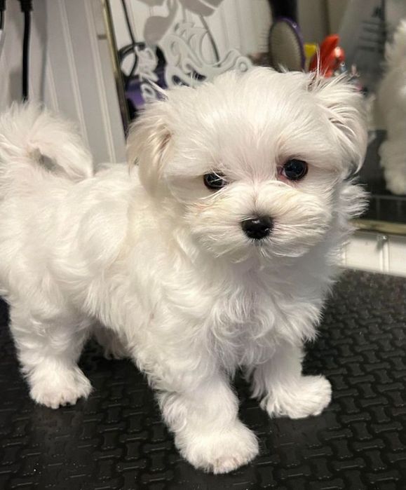 Bishon maltez talie mica