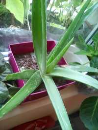 Aloe Vera diverse dimensiuni