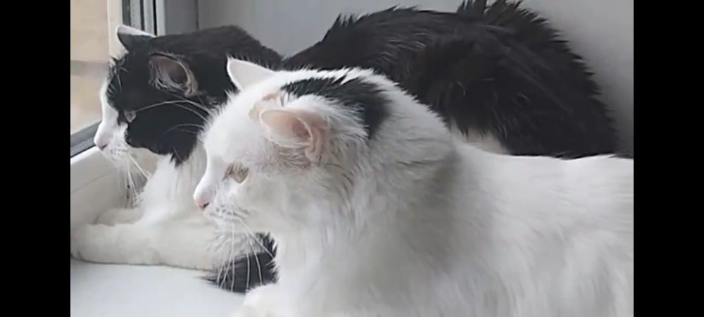 Отдам в добрые руки кошек