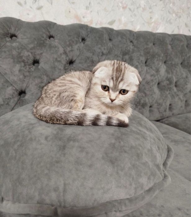 Scottish fold femela