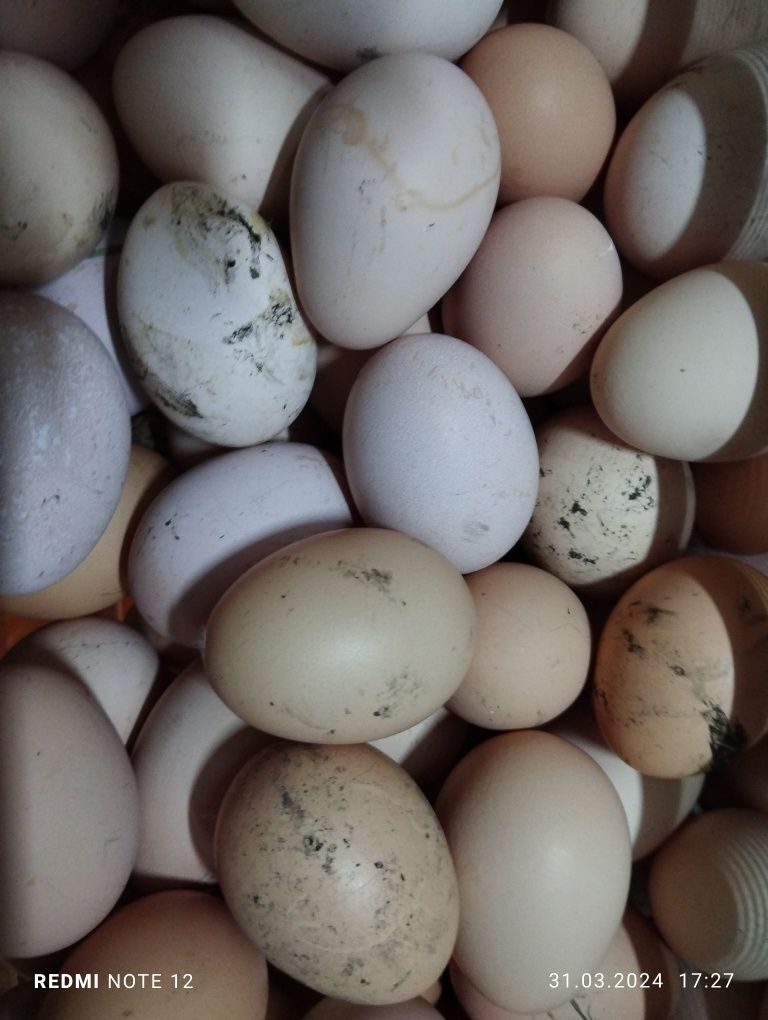 Яйца домашние свежие