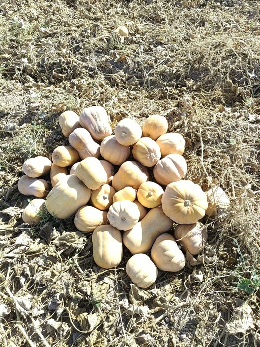 Аскабак индийский тыква сладкий