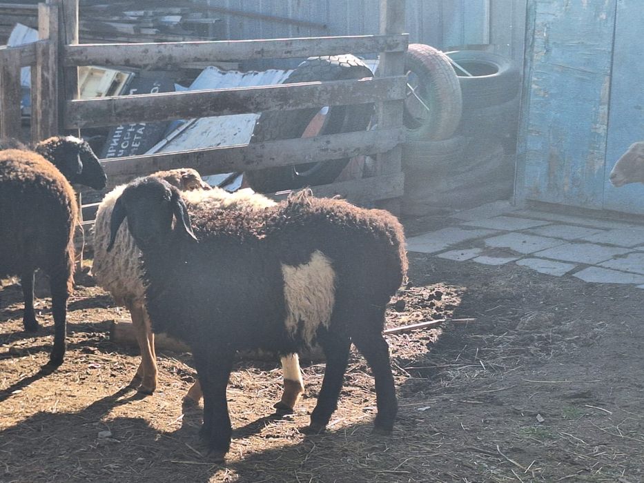 Тұрсақтар мен тоқтылар сатылады