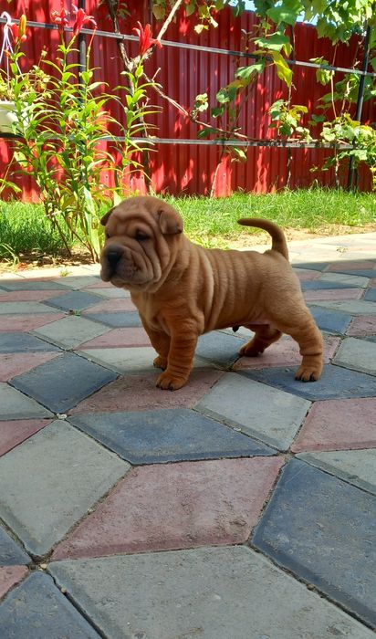 Cațeluș din rasa Shar Pei