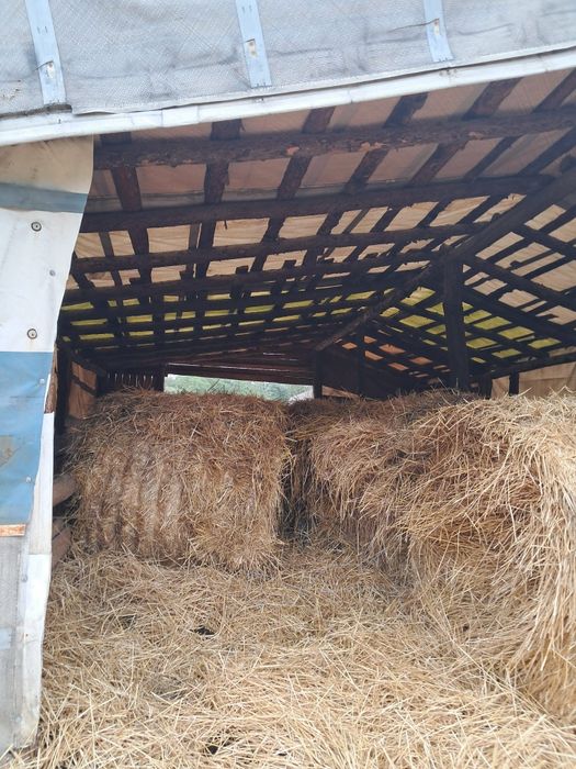 Vând baloți de paie cu saivan