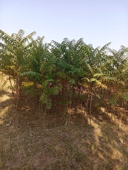 Ko'chatlar sotiladi. Har xil turdagi mevali va manzarali ko'chatlar