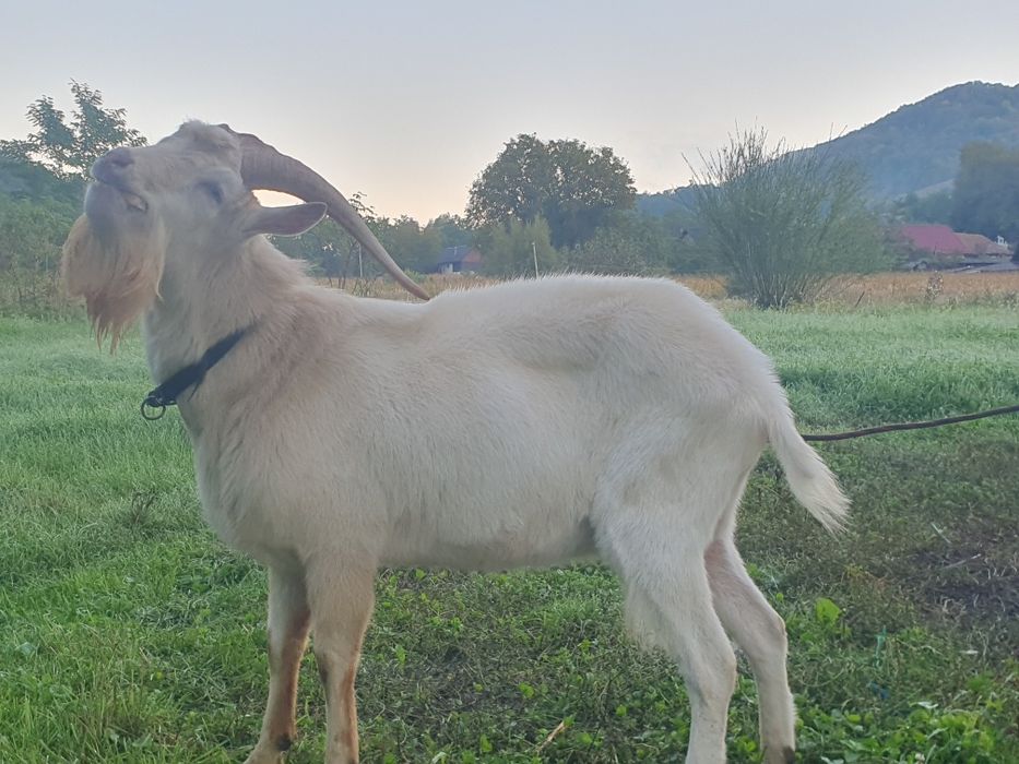 Tap Sannen părinți pedigree 6 litri