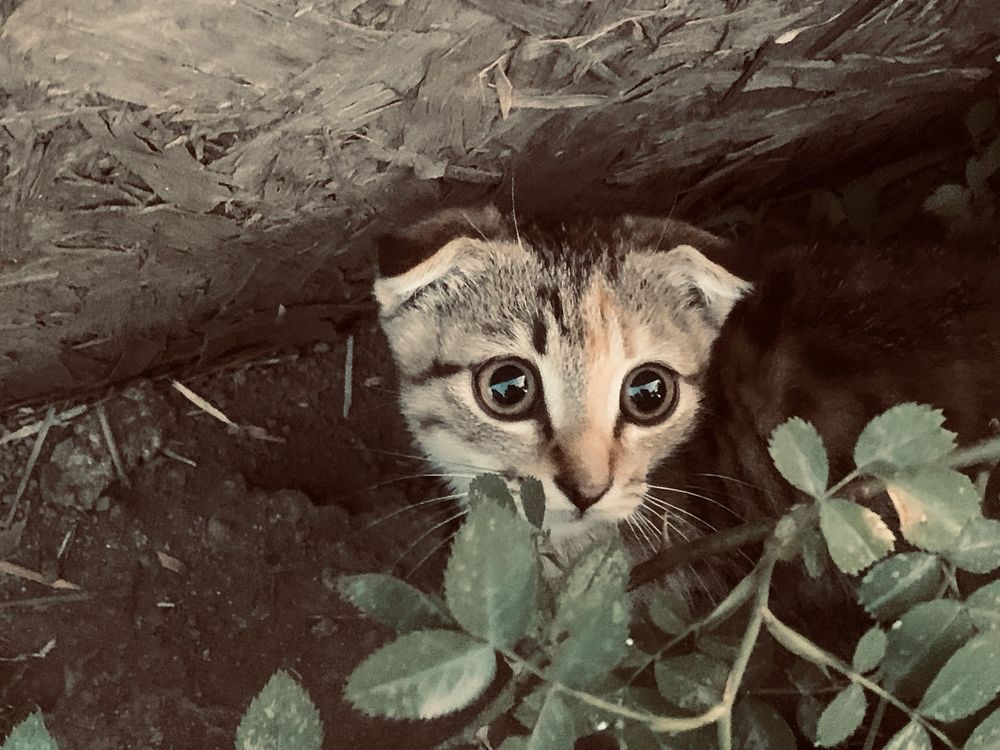 Отдаем котят, в добрые руки «БЕСПЛАТНО»