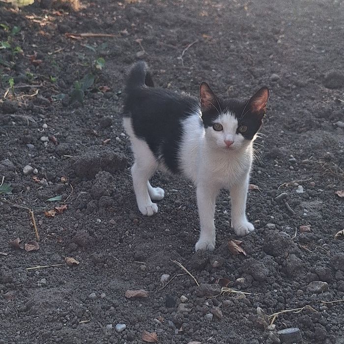 Donez pui de pisica 3- 6 luni