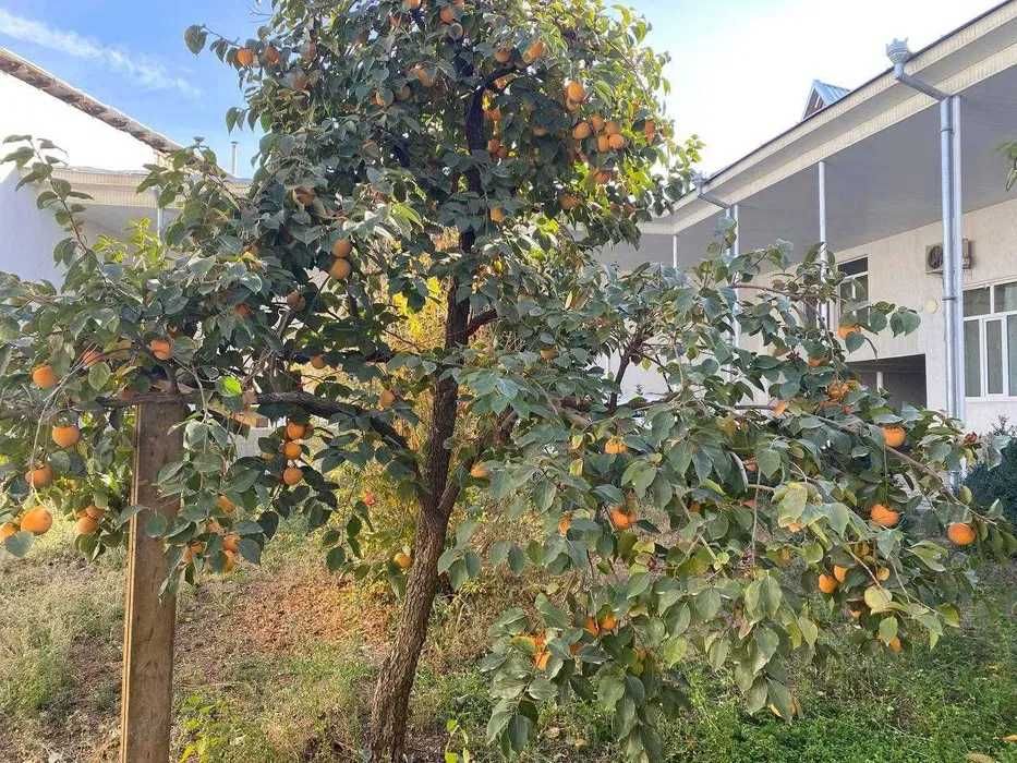 Срочно сдается дом,6 комнат,9 соток. Учтепинский район.