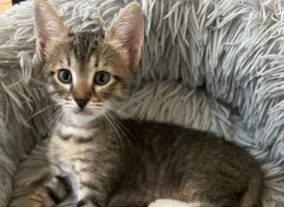 Donez pisica vargata