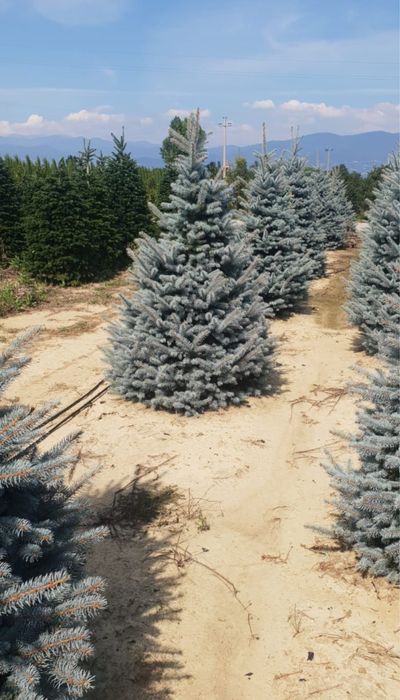 Vand brazi plante ornamentale