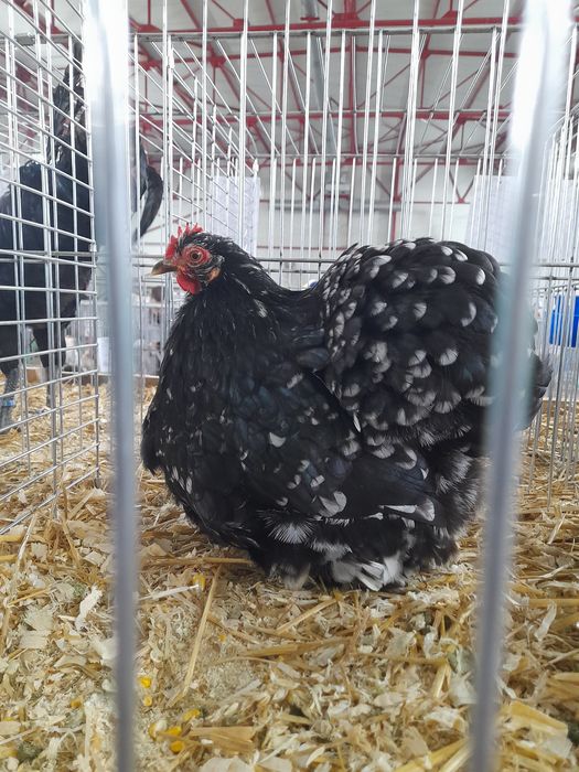 Ouă și pui rase pitice și Brahma