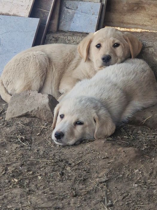 Donez o pereche de labradori