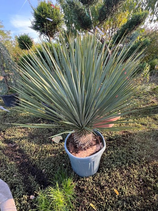 Vând Yucca rostrata,Cedru,artar japonez,bonsai,