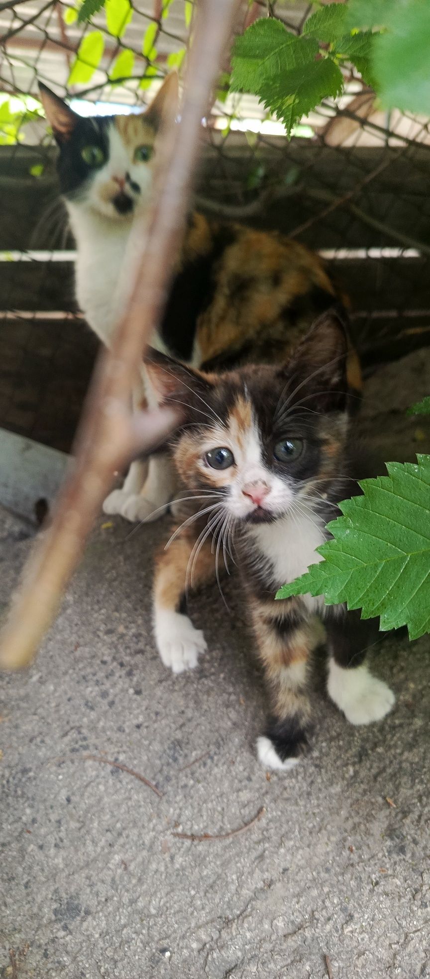 Подарю котёнка ,девочка