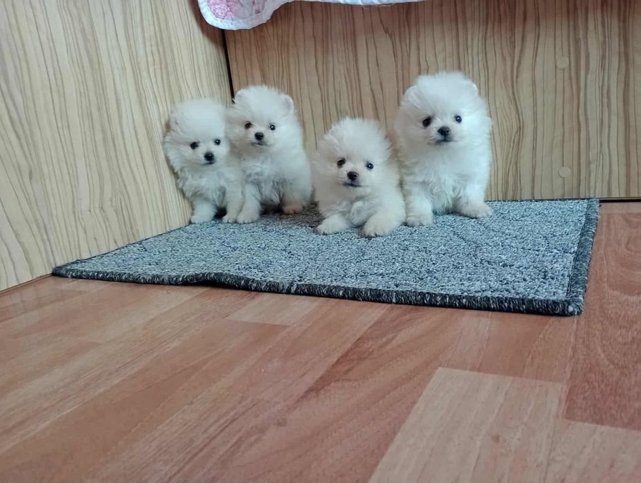 Померански Шпицове. Мъжки и женски.