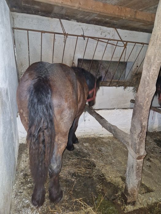Mânză de vânzare