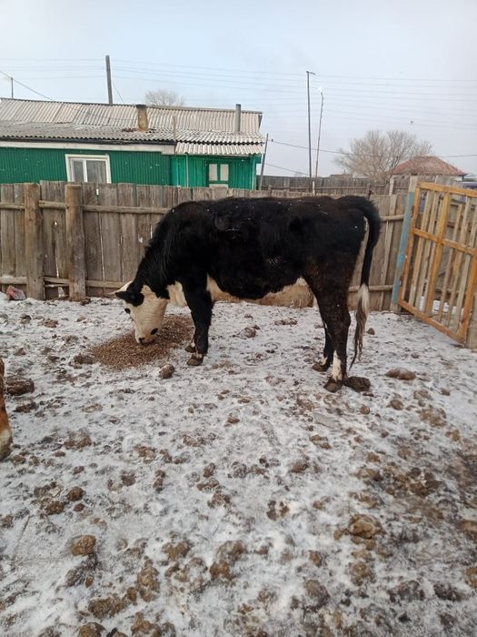 Продажа животных