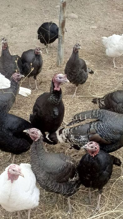 Продам домашних индюков и индюшек.