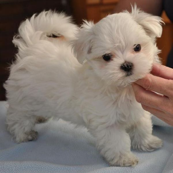 Bichon maltez mini toy