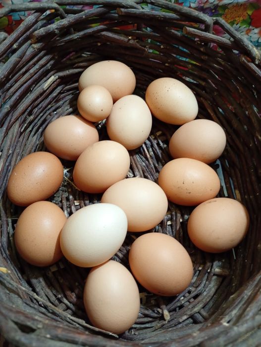 Oua bio de țară 100% naturale