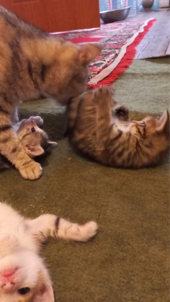 Котенки даром к любящим хозяевам