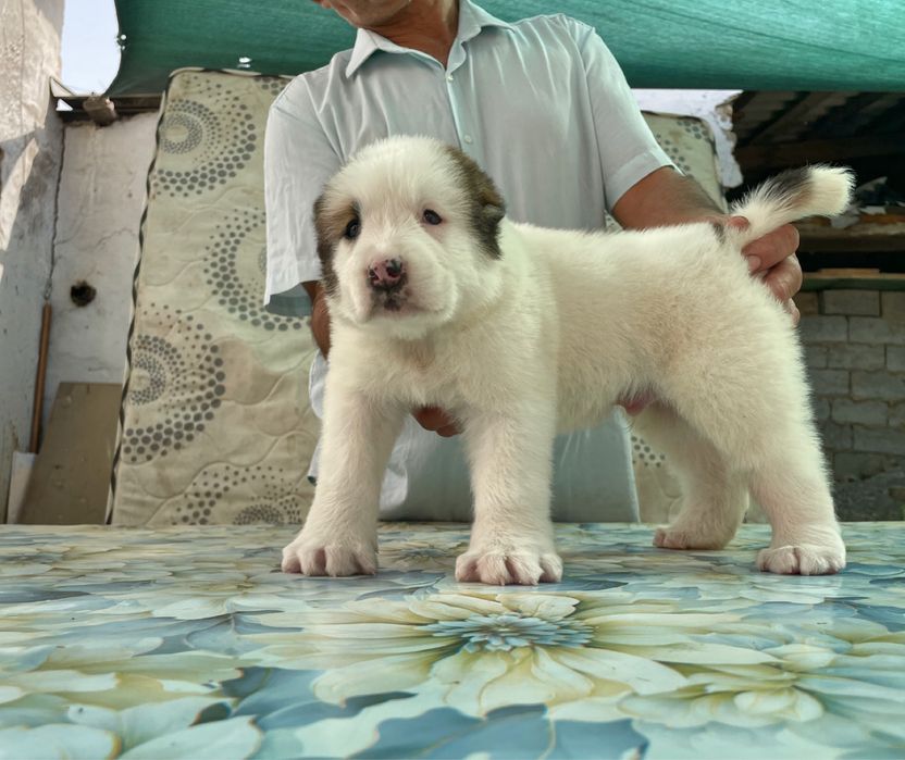 Щенок Алабая ( Супер Гигант )