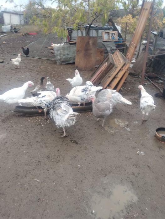 vând curci de casă