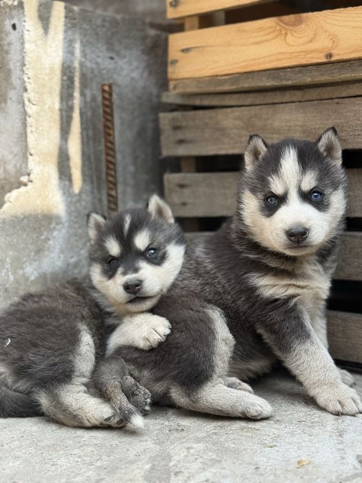 Продам щенков хаски ( все девочки )