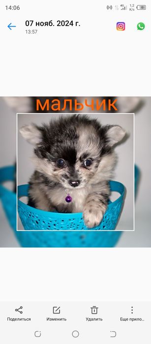 Мальчики померанского шпица миники.Возраст 1,5месяца.Цены от 85000