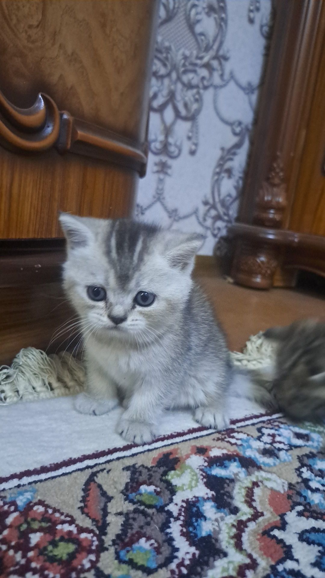 Продается котята скотиш страйт