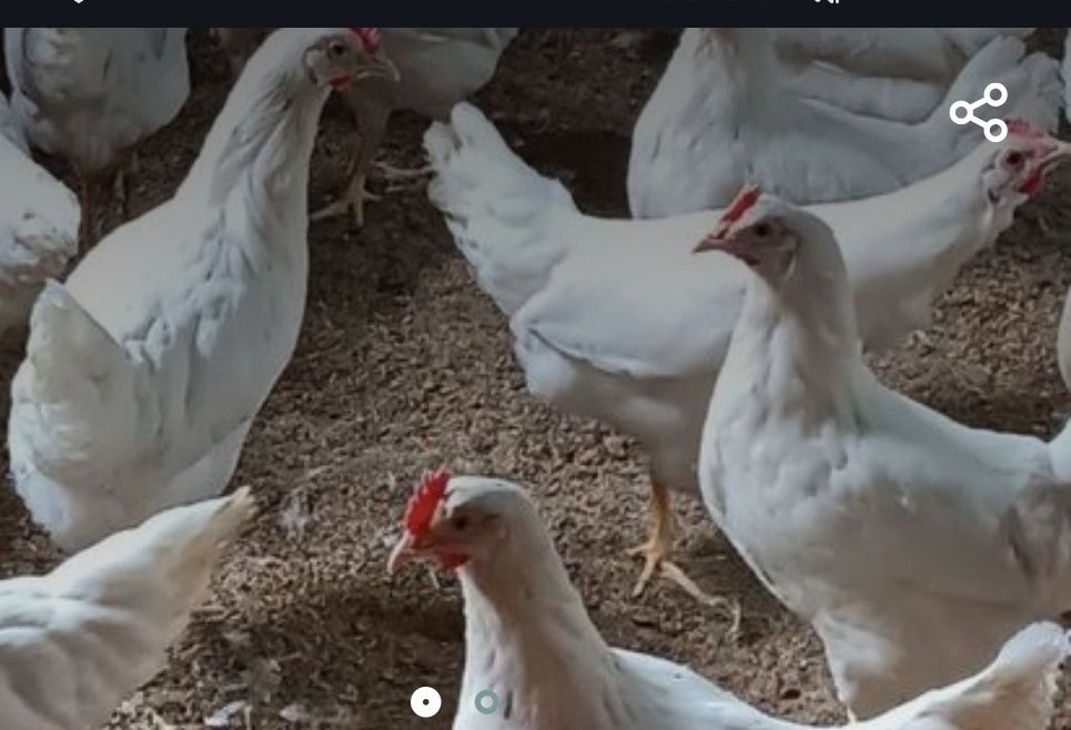 120 kunlik yosh Nesushka tovuqla sotiladi  tuxumga 10 kunda kiradi