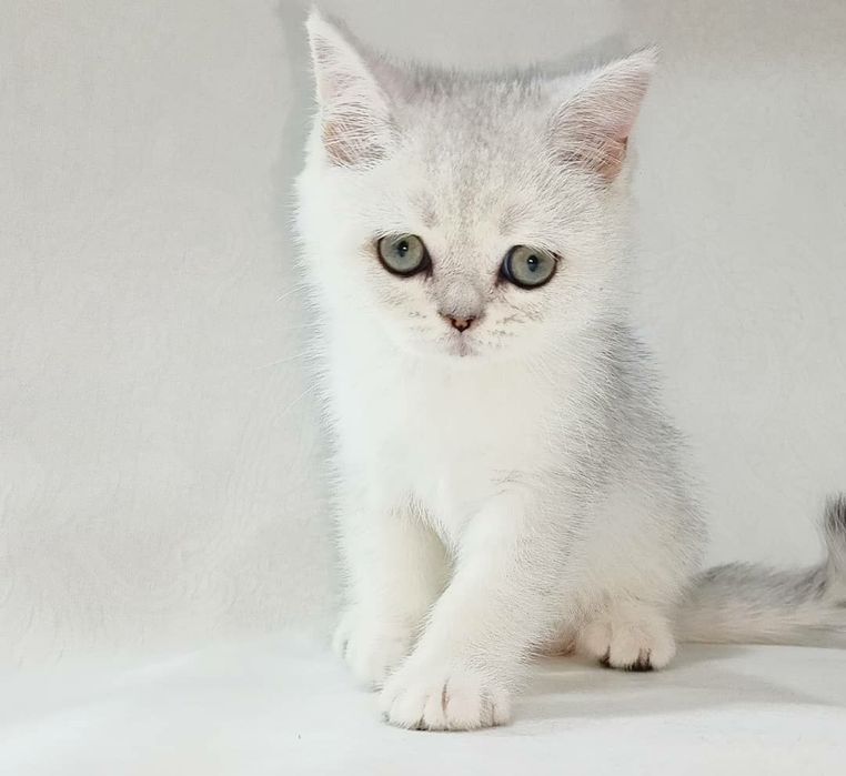 Продается котята серебристая шиншила л