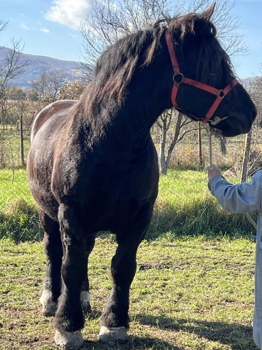 Iapa 6 ani 1.78 inaltime gestanta ‼️1000kg foarte blanda